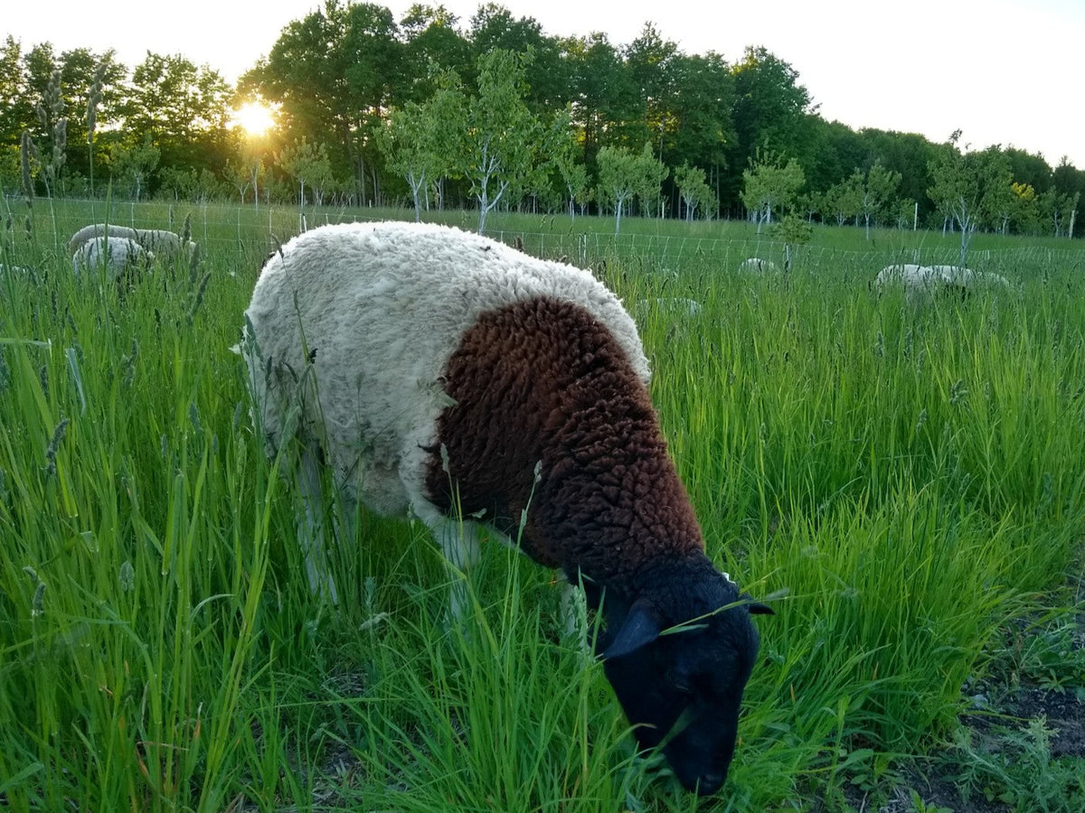 Grass Fed Lamb