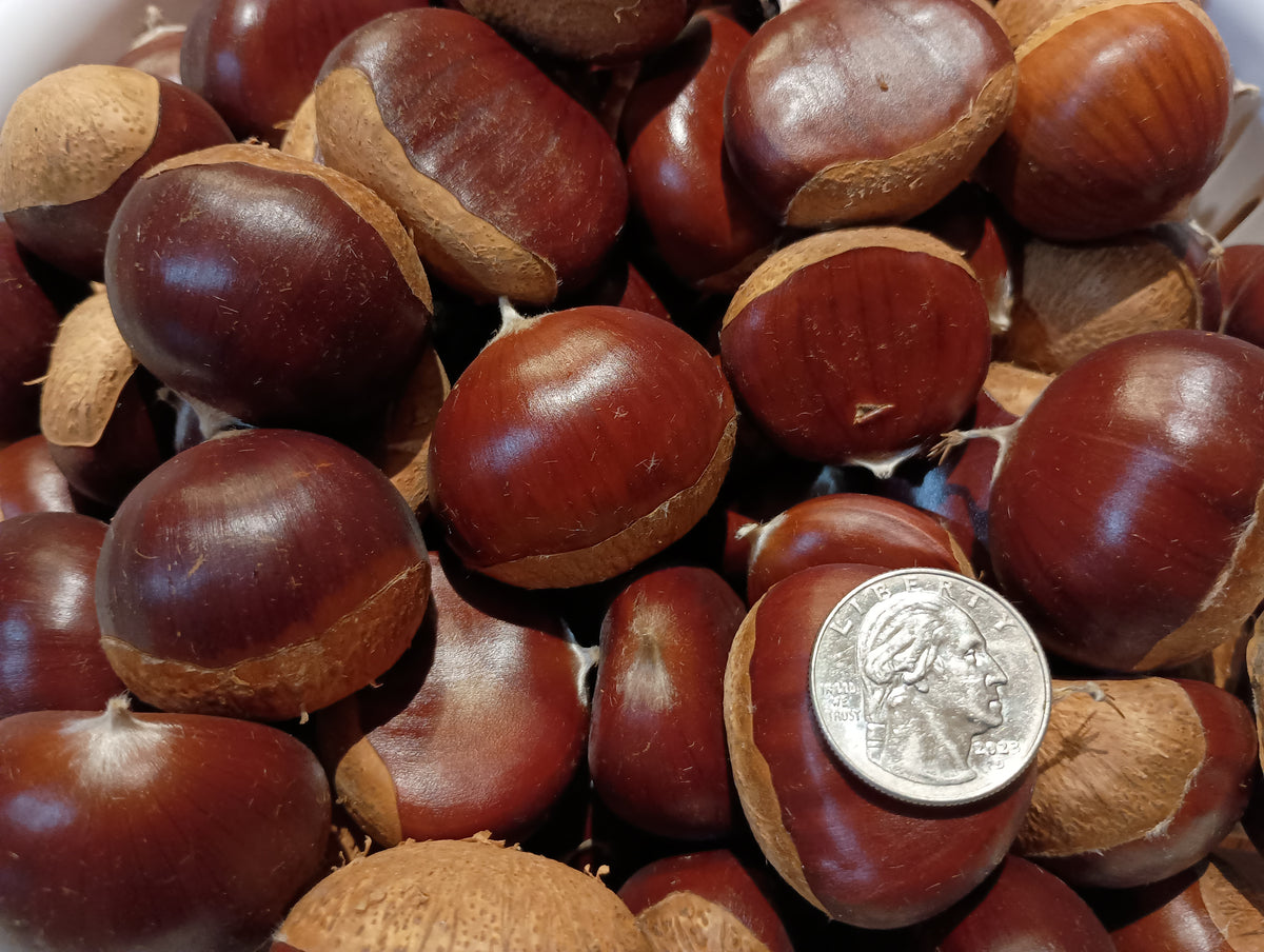Chestnut - European - 2026 - Subscription - Free Shipping