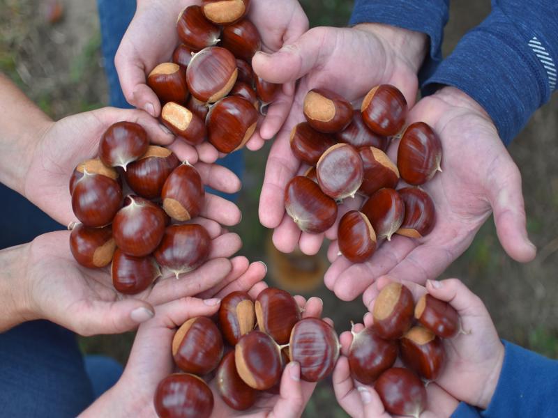 Chestnuts - European - 2026 - Pre-order - Free Shipping