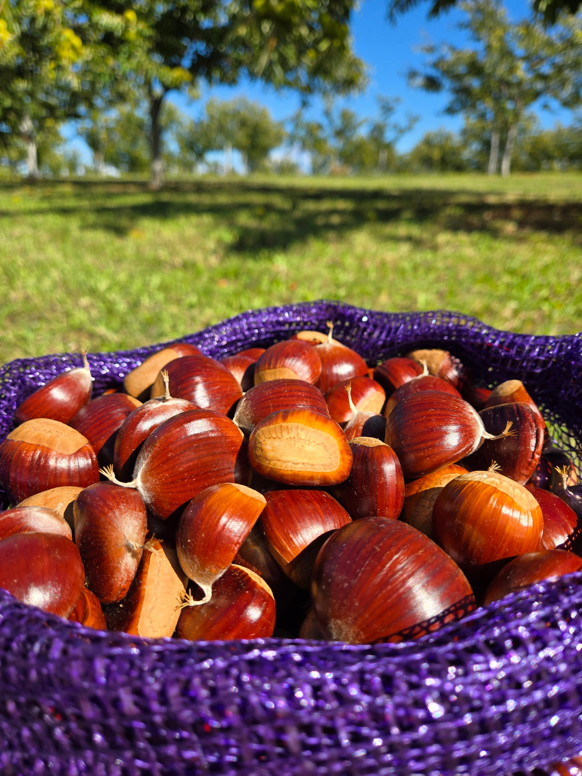 Large sweet European Chestnuts from a family farm in Northern Michigan