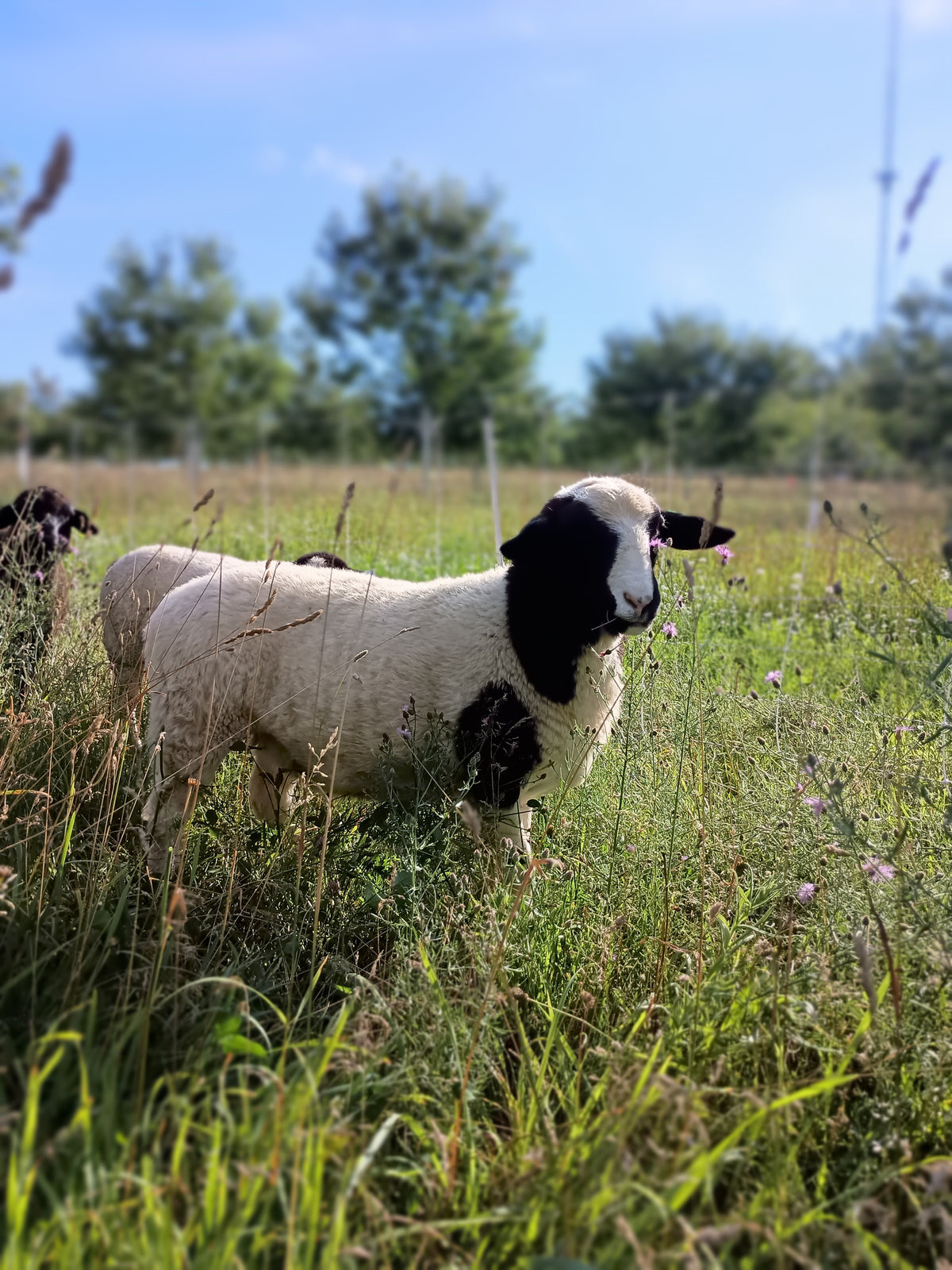 Lamb is grazed in our orchards and moved daily