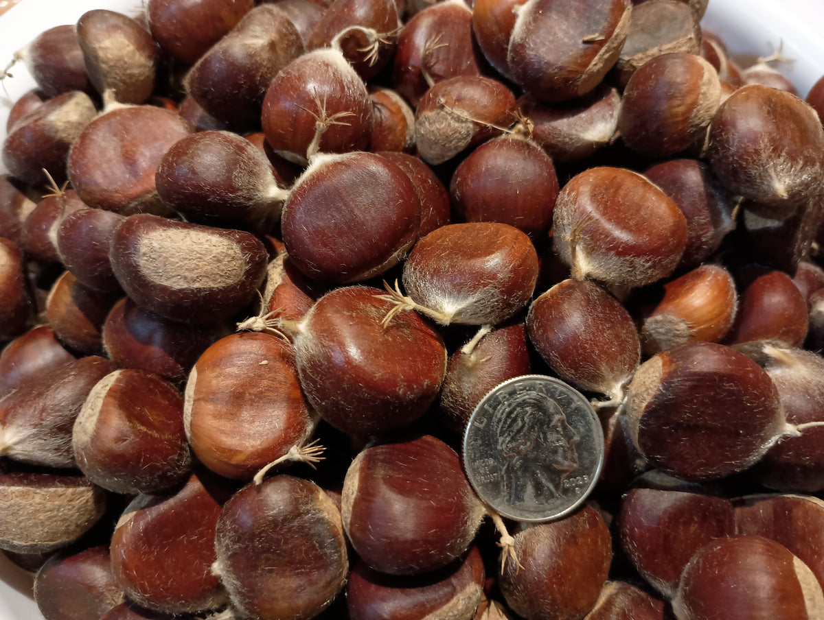 Chestnuts - Chinese - 2026 - Pre-order - Free Shipping