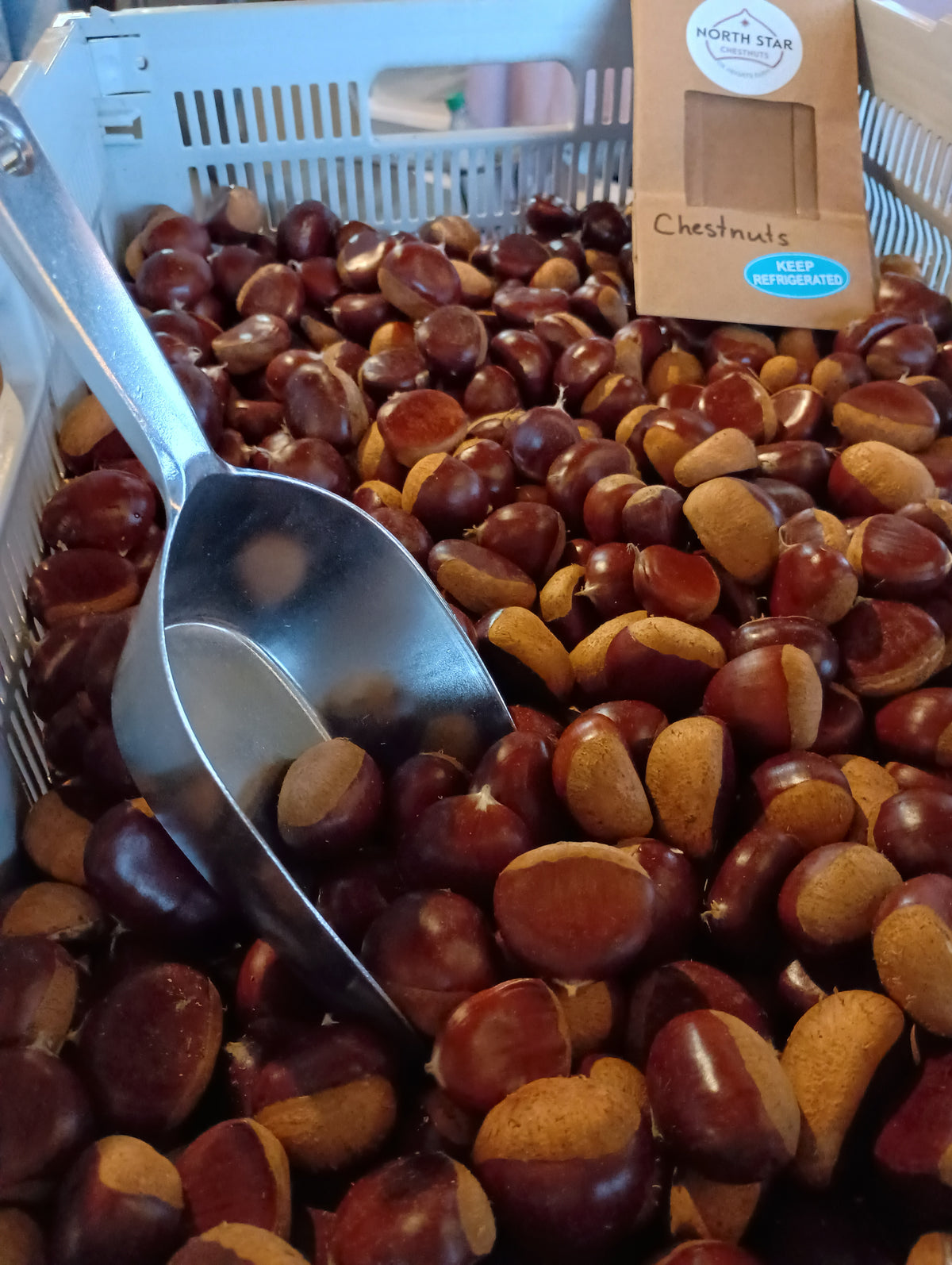 Chestnuts - European - 2026 - Pre-order - Free Shipping