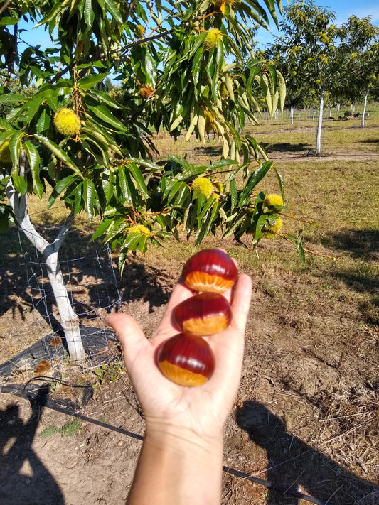 European chestnuts hand harvested from the worlds finest chestnut cultivars