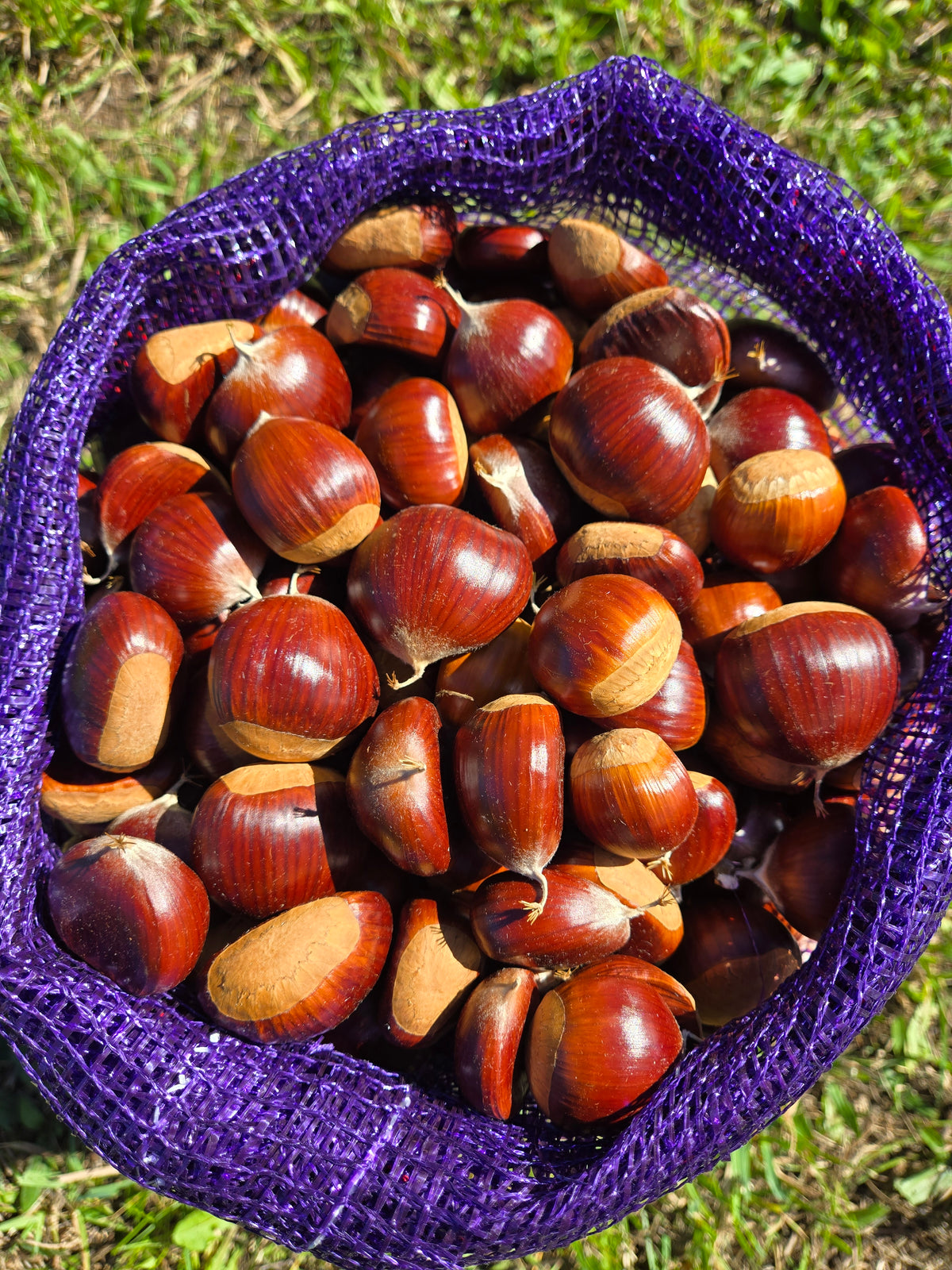 Freshly harvested Michigan grown chestnuts in burlap bag