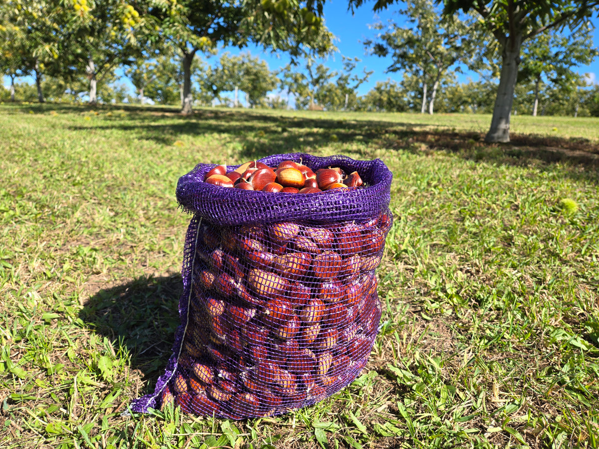 A 20 pound bag of chestnuts ready for roasting and grown in Michigan