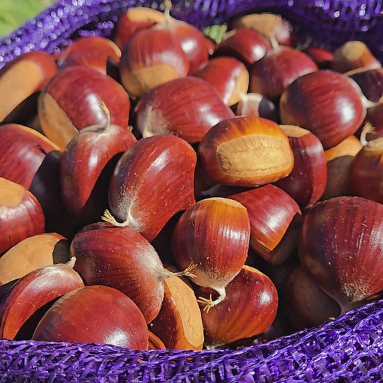 Amazing Michigan Chestnuts