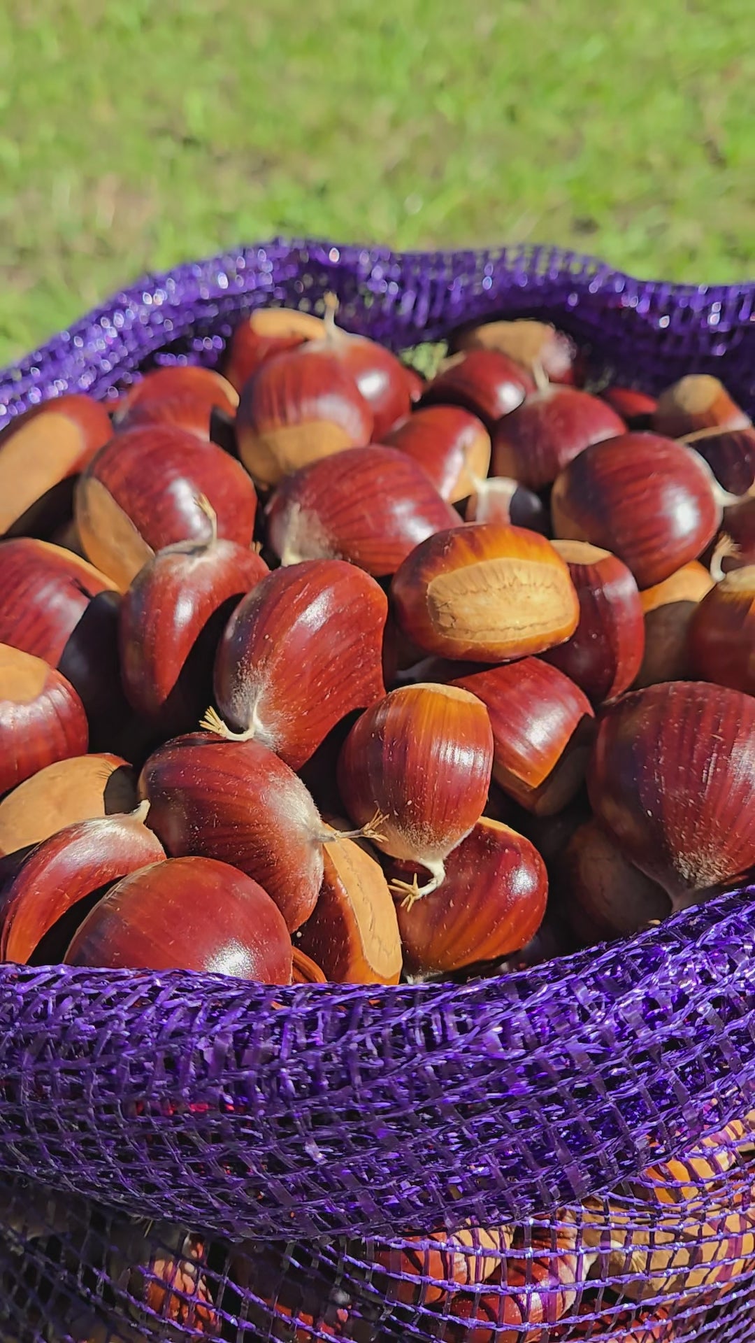 Amazing Michigan Chestnuts